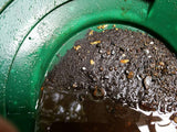 2 Lb. Rich Gold Paydirt Unsearched Concentrate